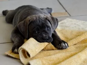 Cane corso - caracter, descrierea rasei și caracteristici ale conținutului
