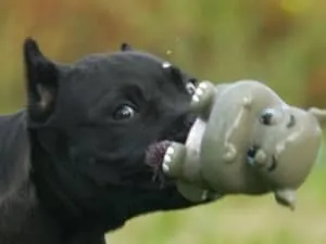 Cane corso - caracter, descrierea rasei și caracteristici ale conținutului