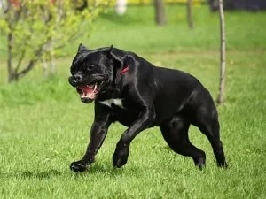 Cane corso - caracter, descrierea rasei și caracteristici ale conținutului