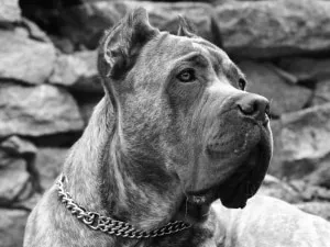 Cane corso - caracter, descrierea rasei și caracteristici ale conținutului
