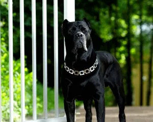 Cane corso descriere rasa, caracter, educație și îngrijire