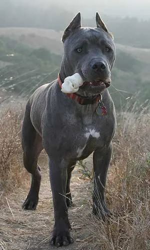 Cane corso descriere rasa, caracter de câine, de îngrijire, formare, fotografii, pret pui