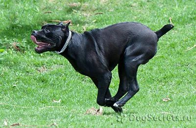 Cane corso descriere rasa, caracter de câine, de îngrijire, formare, fotografii, pret pui