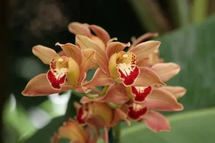 plantare Canna, îngrijire, tipuri