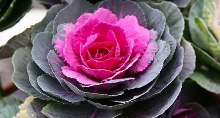 Cultivarea verzei decorative din semințe, atunci când pentru a planta (în creștere) Cultivarea verzei decorative din semințe, atunci când pentru a planta