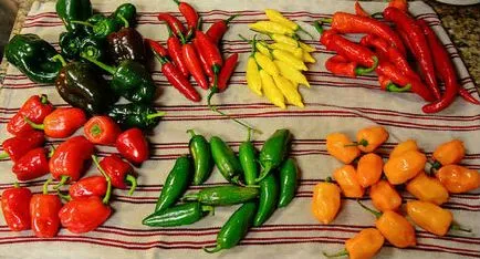 beneficiu Capsaicina și daune (daune) beneficii Capsaicina si vatamare