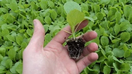 Varza - cultivarea și îngrijirea sfatul grădinari cu experiență video de