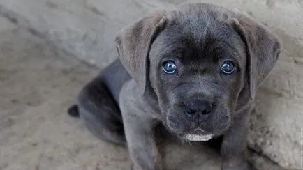 Cane corso câine fotografie, pret, descriere rasa, caracter, video - watchdog meu