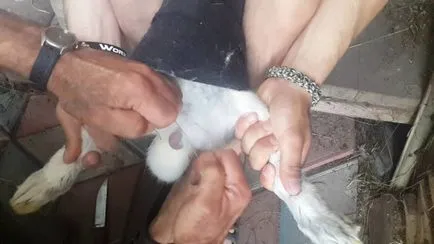 home castrare preparare iepuri și instrucțiuni pas cu pas (home iepurilor) Castrare de iepuri la formare acasă și instrucțiuni pas cu pas