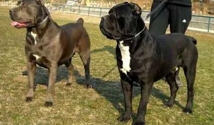 Descriere rasa Cane Corso, câine cane corso cu fotografii și video