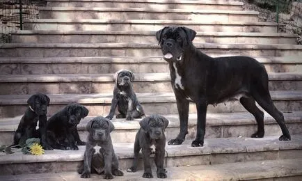 Cane corso câine fotografie, pret, descriere rasa, caracter, video - watchdog meu