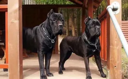 Descriere rasa Cane Corso, câine cane corso cu fotografii și video