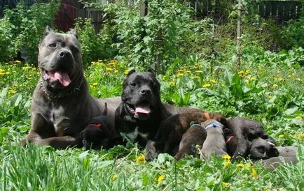 Cane corso câine fotografie, pret, descriere rasa, caracter, video - watchdog meu
