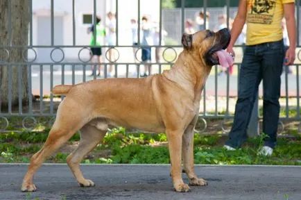 Cane corso câine fotografie, pret, descriere rasa, caracter, video - watchdog meu