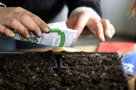 Cultivarea verzei decorative din semințe, atunci când pentru a planta (plante) Cultivarea verzei decorative din semințe, atunci când pentru a planta