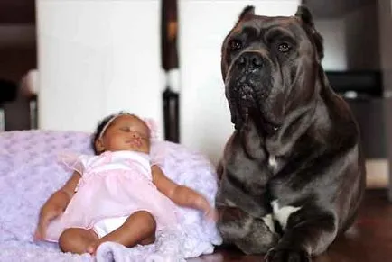 Descriere rasa Cane Corso, câine cane corso cu fotografii și video