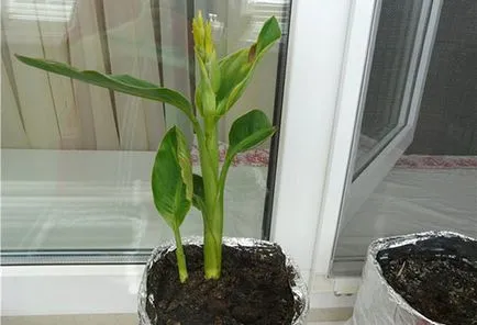 îngrijire la Cannes, cultivare, depozitare - sfaturi pentru incepatori florar