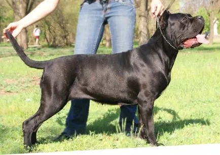 Cane corso câine fotografie, pret, descriere rasa, caracter, video - watchdog meu