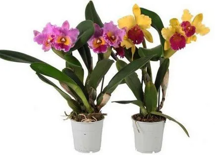 Cattleya - îngrijire la domiciliu, transplant, udare