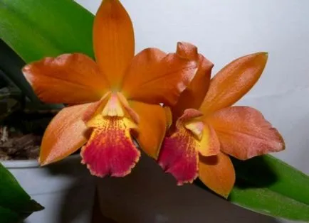Cattleya - îngrijire la domiciliu, transplant, udare