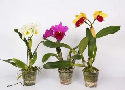 Cattleya - îngrijire la domiciliu, transplant, udare
