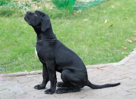 Cane corso câine fotografie, pret, descriere rasa, caracter, video - watchdog meu