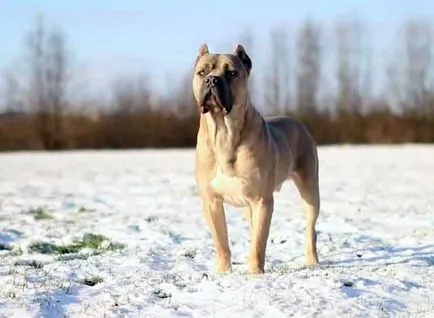 Descriere rasa Cane Corso, câine cane corso cu fotografii și video