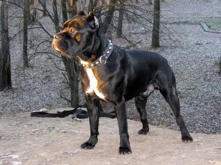 Cane corso câine fotografie, pret, descriere rasa, caracter, video - watchdog meu