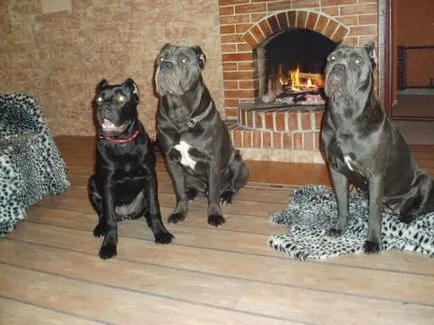Cane corso câine fotografie, pret, descriere rasa, caracter, video - watchdog meu
