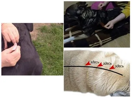 Leopard picături forte pentru câini - instrucțiuni de utilizare și feedback