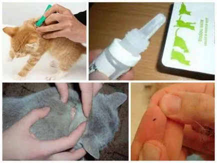 Picături de manualul de instrucțiuni puricilor leopard, feedback-ul (feedback-ul) Picături de manualul de instrucțiuni puricilor leopard, recenzii