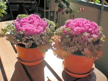 Cultivarea verzei decorative din semințe, atunci când pentru a planta (în creștere) Cultivarea verzei decorative din semințe, atunci când pentru a planta