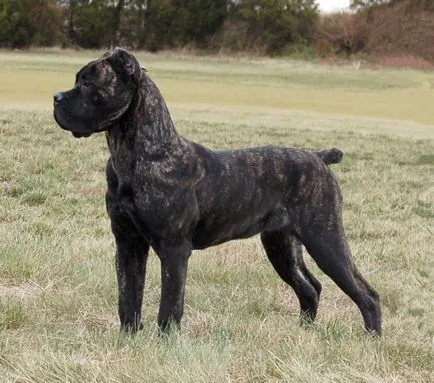 Cane corso - caracter, descrierea rasei și caracteristici ale conținutului