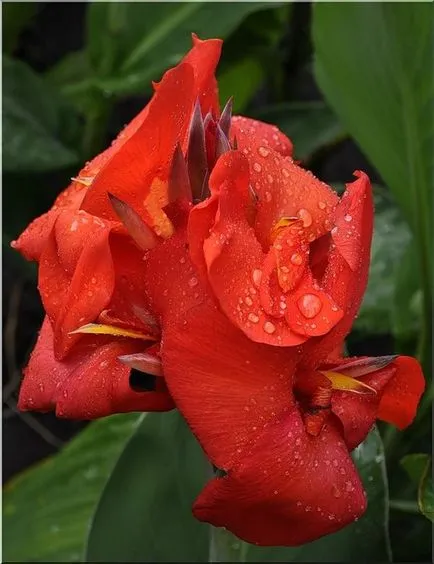plantare Canna, îngrijire, tipuri