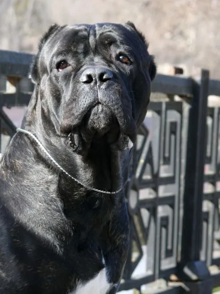 Cane corso câine fotografie, pret, descriere rasa, caracter, video - watchdog meu