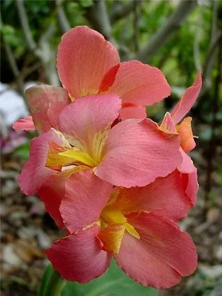 plantare Canna, îngrijire, tipuri