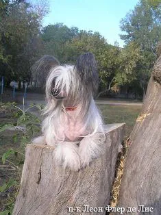 Crested caine chinezesc