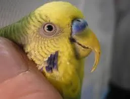 Ciocul perus, animalele mele de companie