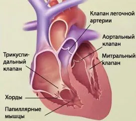 Supape, valvulopatii, mitrala, inima