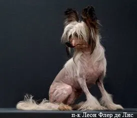 Crested caine chinezesc