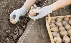 De ce visul unei plante de cartof (plantă) Ce un vis de cartofi de plante