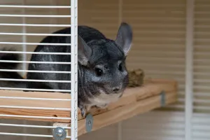 Cage pentru chinchilla cu pas mâinile sale cu pas instrucțiunile (lor) Cage pentru chinchilla cu mâinile sale ghid pas cu pas