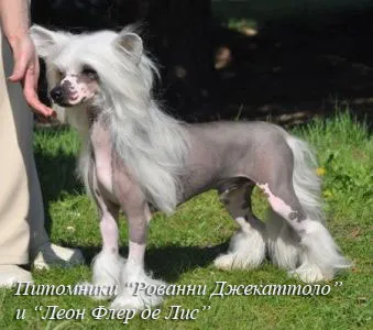 Crested caine chinezesc