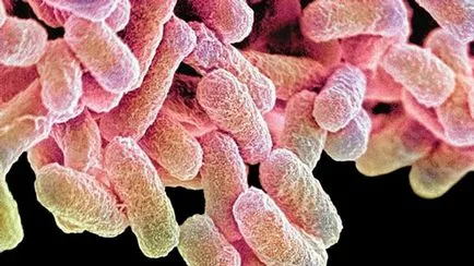 infecții intestinale la copii de tratament medical mare, ce să facă (copii) infecții intestinale la copii de tratament medical mare, ce să facă