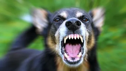 De ce vis de un câine care mușcă mâna (câine) De ce vis de un caine care musca mana