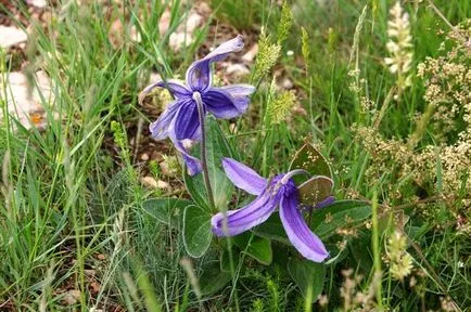 Clematis procesul de cultivare a semințelor și nuanțe specifice