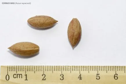 plantare Dogwood și de îngrijire, 5 moduri de reproducere - pentru detalii! (Dogwood) plantare Dogwood și de îngrijire, 5 moduri de reproducere - pentru detalii!