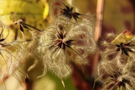 Clematis procesul de cultivare a semințelor și nuanțe specifice