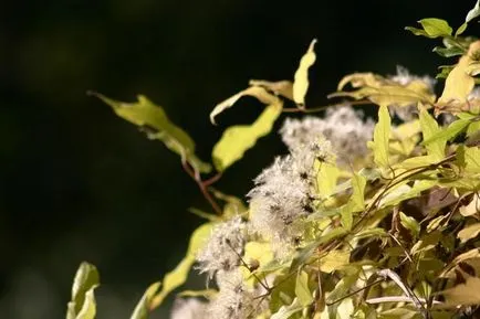 Clematis procesul de cultivare a semințelor și nuanțe specifice