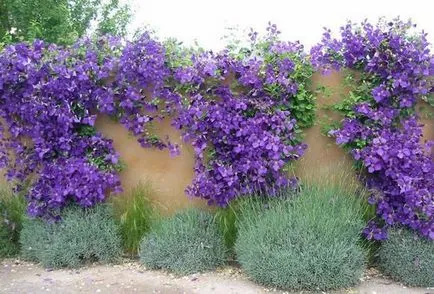 Clematis de la plantarea semințelor și îngrijirea în câmp sau la domiciliu (Clematis) Clematis de la plantarea semințelor și îngrijirea în câmp sau la domiciliu
